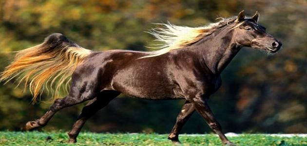 ما هو صوت الحصان صورة مقال ما هو صوت الحصان