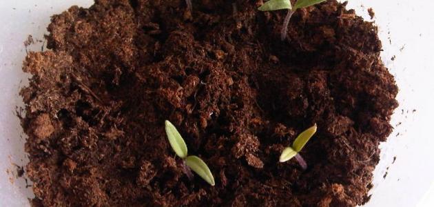 كيف تزرع الطماطم بالبذور صورة مقال كيف تزرع الطماطم بالبذور