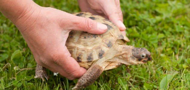 كيف تربي السلحفاة صورة مقال كيف تربي السلحفاة