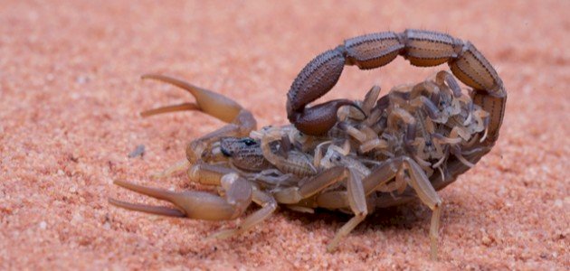 أين تضع أنثى العقرب بيضها صورة مقال أين تضع أنثى العقرب بيضها