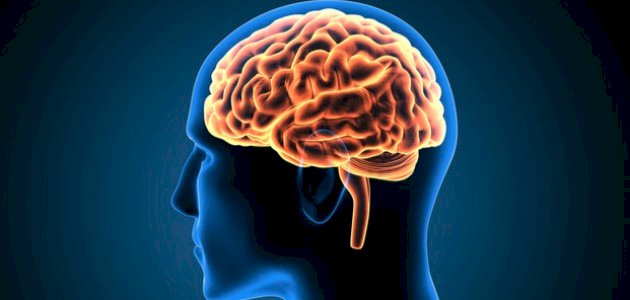 أين يقع الدماغ في الرأس صورة مقال أين يقع الدماغ في الرأس