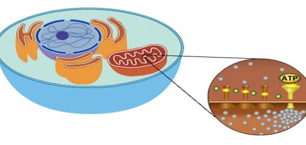 أين يحدث التنفس الخلوي صورة مقال أين يحدث التنفس الخلوي