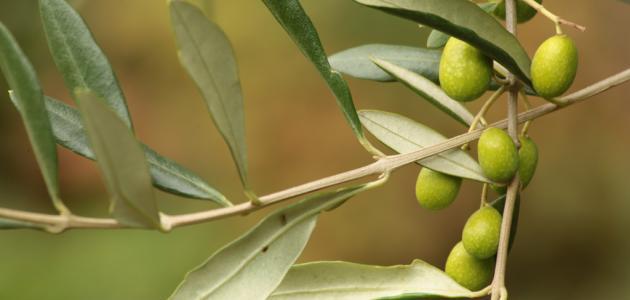 طريقة استخدام ورق الزيتون صورة مقال طريقة استخدام ورق الزيتون