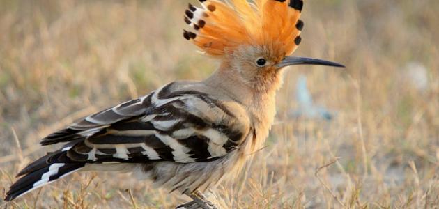 أين يعيش طائر الهدهد صورة مقال أين يعيش طائر الهدهد