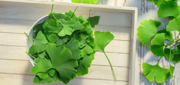 فوائد عشبة جنكو بيلوبا صورة مقال فوائد عشبة جنكو بيلوبا