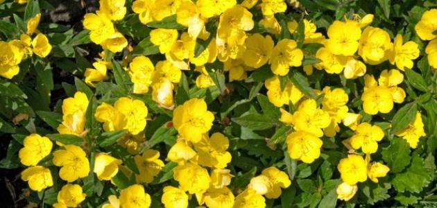 فوائد عشبة زهرة الربيع صورة مقال فوائد عشبة زهرة الربيع