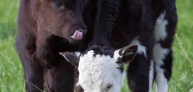 تسمين العجول في مصر صورة مقال تسمين العجول في مصر