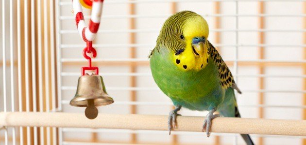 كيف أجعل طيور الحب تتزاوج صورة مقال كيف أجعل طيور الحب تتزاوج