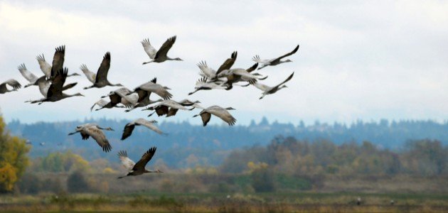 إلى أين تهاجر الطيور عندما يبرد الجو صورة مقال إلى أين تهاجر الطيور عندما يبرد الجو