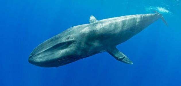 أين ولد سيدنا يونس صورة مقال أين ولد سيدنا يونس