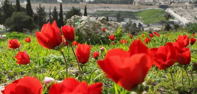 فوائد عشبة شقائق النعمان صورة مقال فوائد عشبة شقائق النعمان