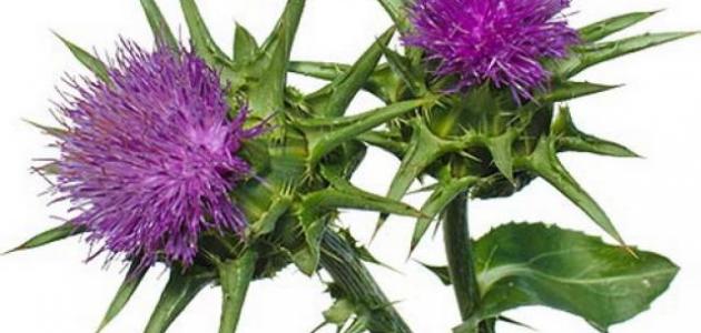 فوائد عشبة شوكة الجمل صورة مقال فوائد عشبة شوكة الجمل