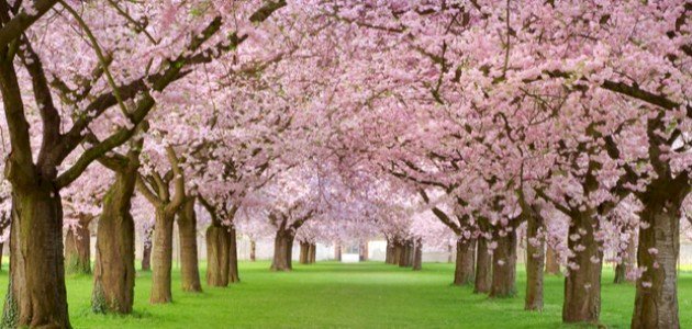 متى يبدأ فصل الربيع صورة مقال متى يبدأ فصل الربيع
