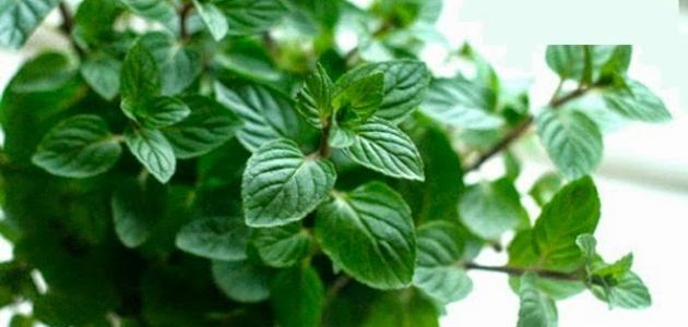 كيف يزرع نبات النعناع صورة مقال كيف يزرع نبات النعناع
