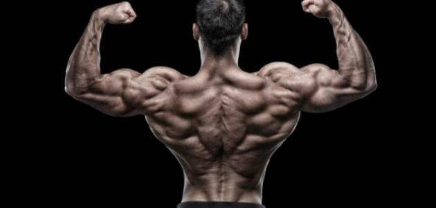 تمارين تشريح عضلات الجسم صورة مقال تمارين تشريح عضلات الجسم