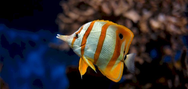 أجمل سمكة في العالم صورة مقال أجمل سمكة في العالم