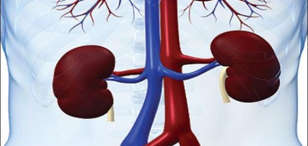 أسباب ضعف وظائف الكلى صورة مقال أسباب ضعف وظائف الكلى