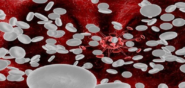 أين تصنع كريات الدم البيضاء صورة مقال أين تصنع كريات الدم البيضاء