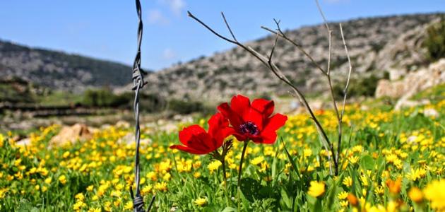 أسماء سهول فلسطين صورة مقال أسماء سهول فلسطين