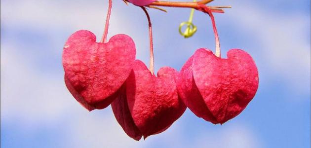 أجمل عبارات الغزل والحب صورة مقال أجمل عبارات الغزل والحب