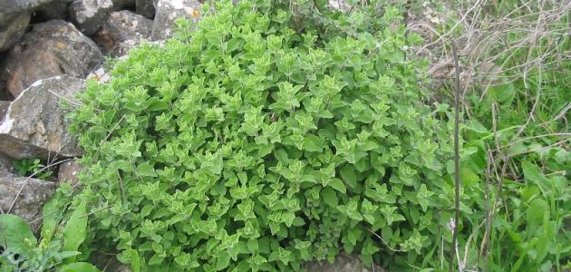 فوائد الزعتر البري صورة مقال فوائد الزعتر البري