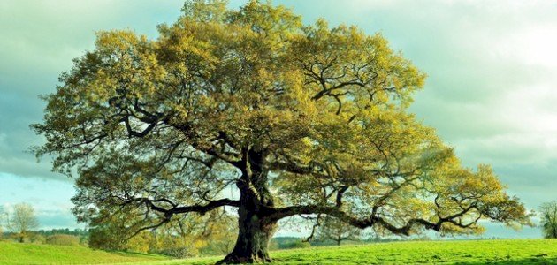 أنواع الأشجار صورة مقال أنواع الأشجار