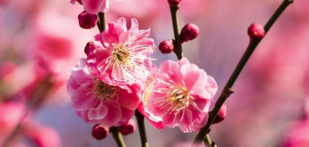 كلام جميل مع حكم أجمل صورة مقال كلام جميل مع حكم أجمل