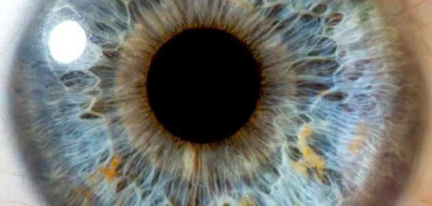 مكونات العين صورة مقال مكونات العين