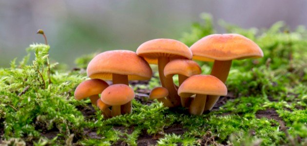 أنواع الفطر صورة مقال أنواع الفطر