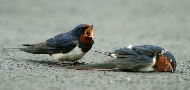 كلام عن الموت والفراق صورة مقال كلام عن الموت والفراق