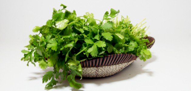 الفرق بين الكزبرة والبقدونس صورة مقال الفرق بين الكزبرة والبقدونس