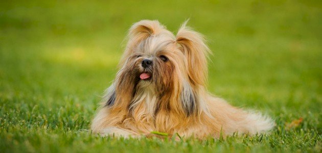 أنواع الكلاب الصغيرة صورة مقال أنواع الكلاب الصغيرة