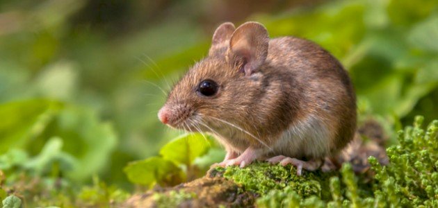 أنواع الفئران صورة مقال أنواع الفئران
