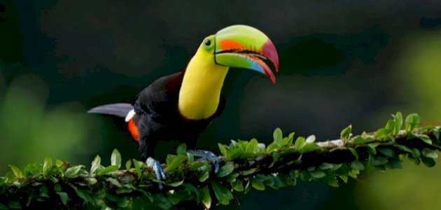 عالم الطيور صورة مقال عالم الطيور