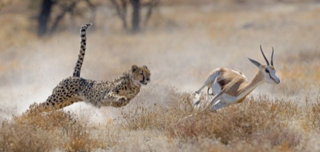 أقوى الحيوانات المفترسة صورة مقال أقوى الحيوانات المفترسة