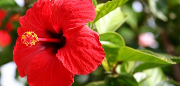 أنواع الزهور وأسماؤها صورة مقال أنواع الزهور وأسماؤها