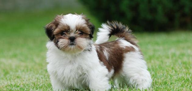 أنواع الكلاب الأليفة صورة مقال أنواع الكلاب الأليفة