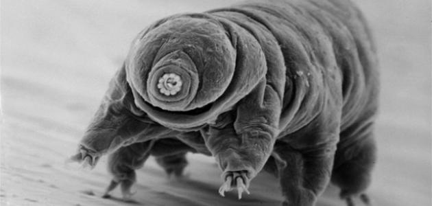 أقوى حيوان بالعالم صورة مقال أقوى حيوان بالعالم