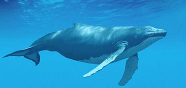 أقوى حيوان على وجه الأرض صورة مقال أقوى حيوان على وجه الأرض