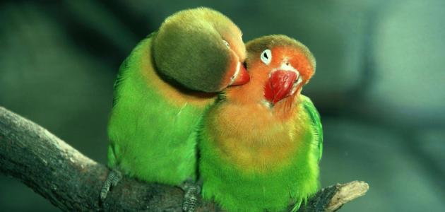 عبارات عن الحب الصادق صورة مقال عبارات عن الحب الصادق