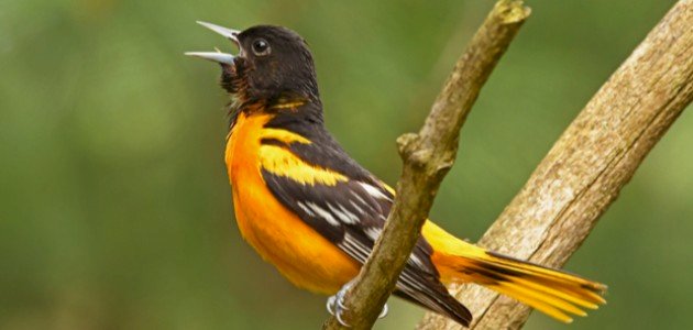 أنواع الطيور المغردة صورة مقال أنواع الطيور المغردة