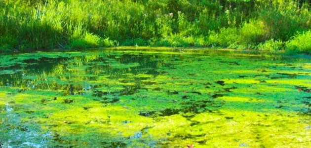 أنواع الطحالب صورة مقال أنواع الطحالب