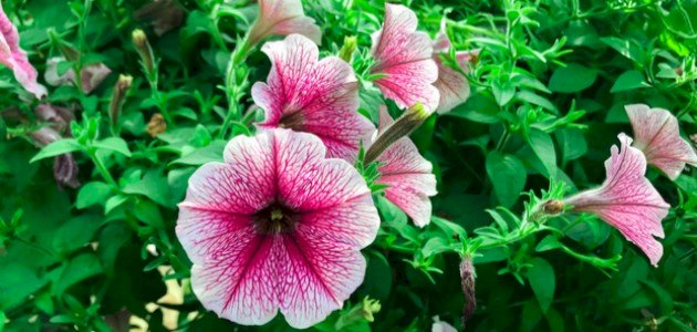 أنواع الورد والزهور صورة مقال أنواع الورد والزهور