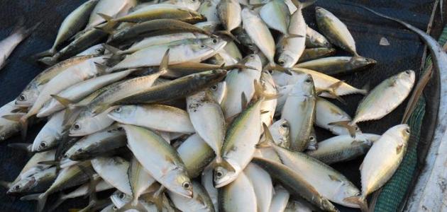 أفضل أنواع السمك للقلي صورة مقال أفضل أنواع السمك للقلي
