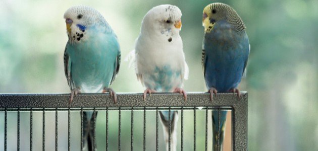 معلومات عن طيور البادجي صورة مقال معلومات عن طيور البادجي