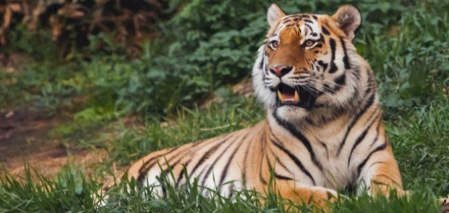 أقوى حيوان مفترس في العالم صورة مقال أقوى حيوان مفترس في العالم