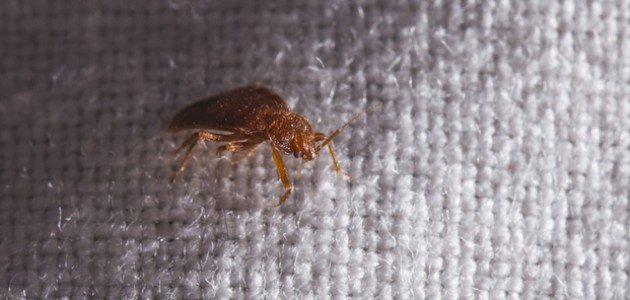 أضرار بق الفراش صورة مقال أضرار بق الفراش