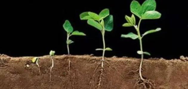 أنواع النبات صورة مقال أنواع النبات