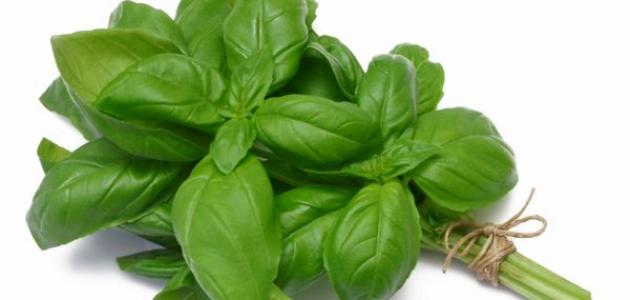 أضرار الحبق صورة مقال أضرار الحبق