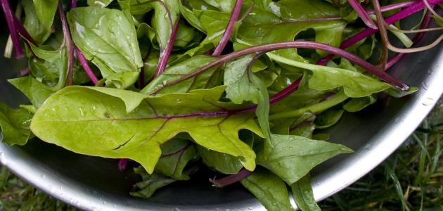 طريقة تخزين السبانخ صورة مقال طريقة تخزين السبانخ